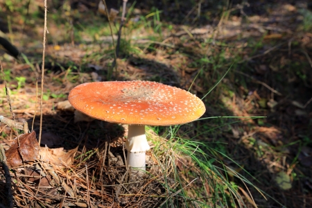 fly agaric mushroom in autumn forestの写真素材