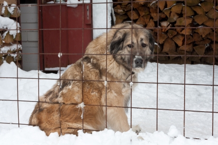 big dog behind grating in winter timeの写真素材
