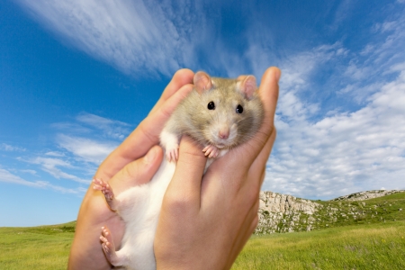 Funny rat in hands on green meadow backgroundの写真素材