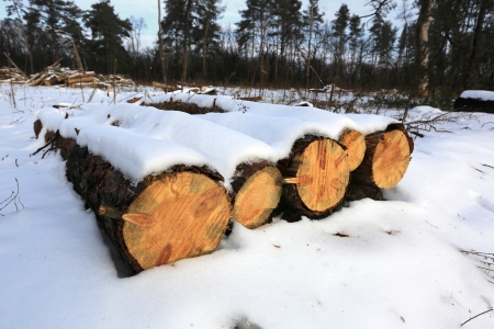 pine logs under snow in forestの写真素材