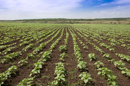 field with young sunflower sproutsの写真素材