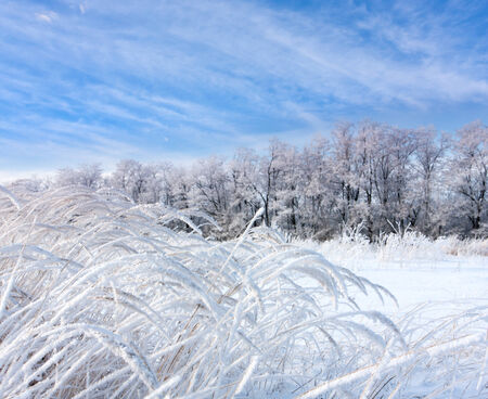 frosted grass in winter meadowの写真素材