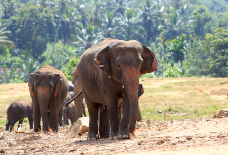 Elephants in park, Pinawella,  Sri Lankaの写真素材