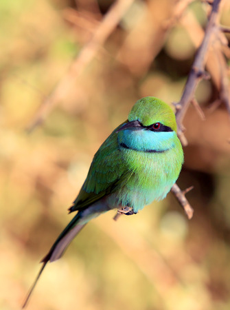 nice Green Bee-eater bird on brunch
