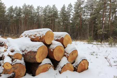 forewood store in winter forest under snowの写真素材