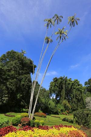 palms in King's Garden park, Sri Lankaの写真素材