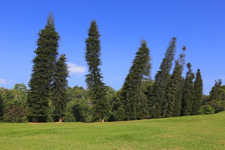 Skew tress in park. King's Garden in Kandy, Sri Lankaの写真素材