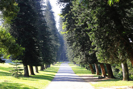 alley in park among slanting treesの写真素材