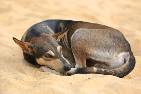 quiet dog on yellow sandの写真素材