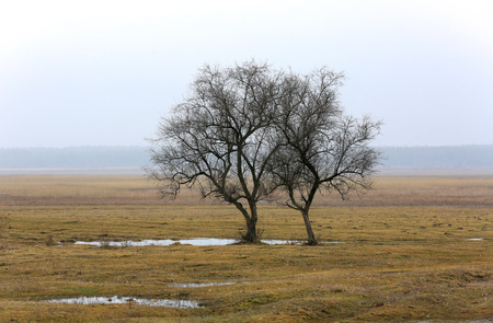 Early spring on misty medow with two alone treesの写真素材