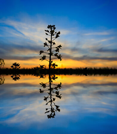Scene with plant on sunset background with water reflection
の写真素材