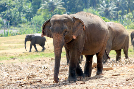 Elephants in park, Pinawella, Sri Lankaの写真素材