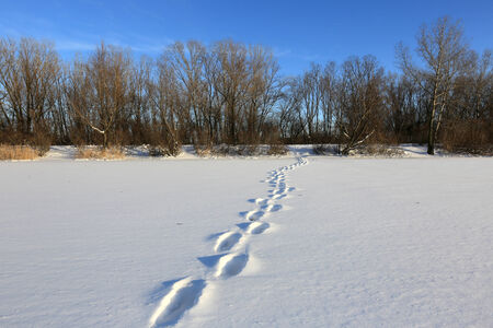 pathway on winter meadow in nice dayの写真素材