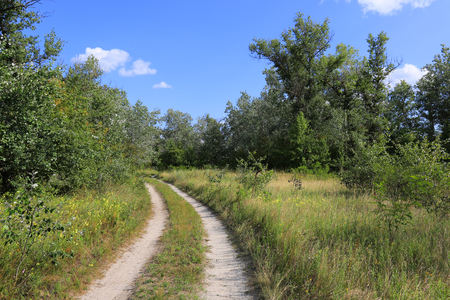 Landscape with root road in forestの写真素材