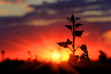 scene with plant on sunset backgroundの写真素材