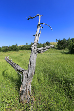 old dead tree on green meadowの写真素材