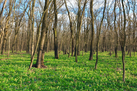 nice spring time in forest