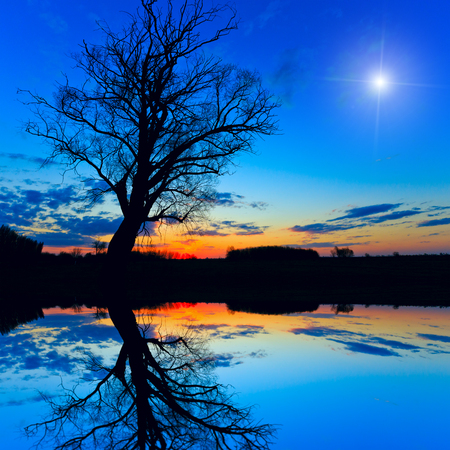 old tree in night with water reflectionの写真素材