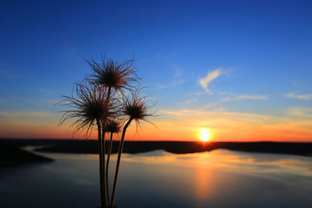 wild flowers on sunset backgroundの写真素材