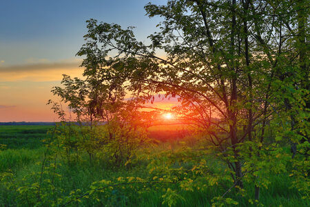 Nice evening scene in steppeの写真素材