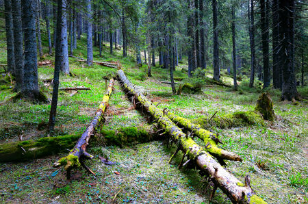 old woods in deep forestの写真素材