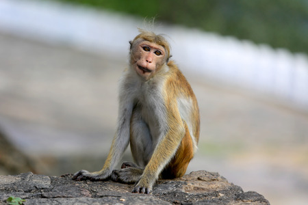 Alone Funny monkey seaton stoneの写真素材