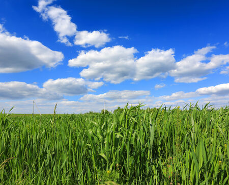 green grass on meadow under nice skyの写真素材