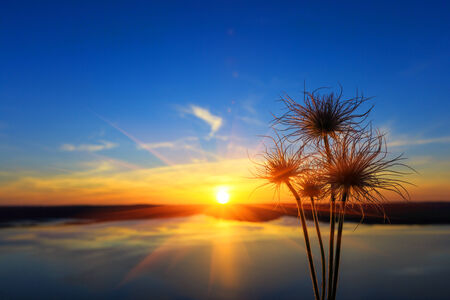 wild flowers on sunset background

の写真素材
