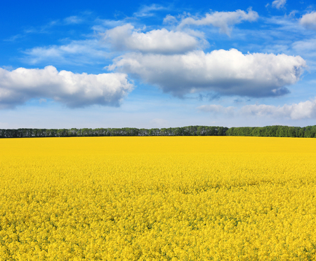 Nice rape field under blue skyの写真素材