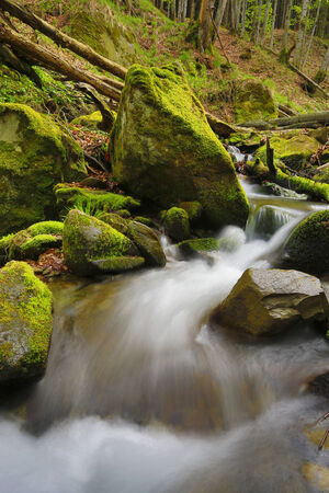 mountain stream in green wildernessの写真素材