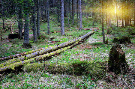landscape with old woods in deep forest の写真素材