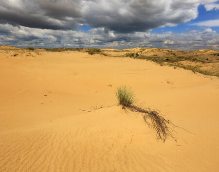 Alone bush in sandy desertの写真素材