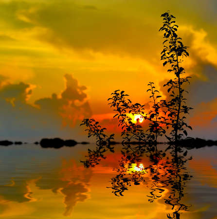 tree's brunches on sunset background with water reflectionの写真素材