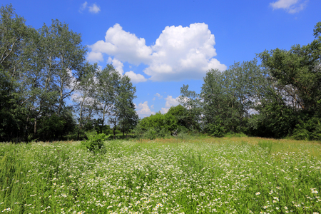 Summer landscape with nice meadow の写真素材