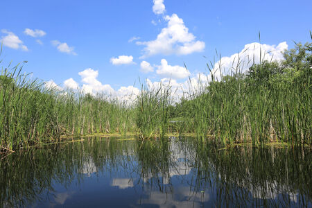 Summer scene on lake - water, cane and nice skyの写真素材