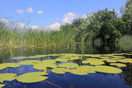 water lilyes leafs on lake in summer day の写真素材