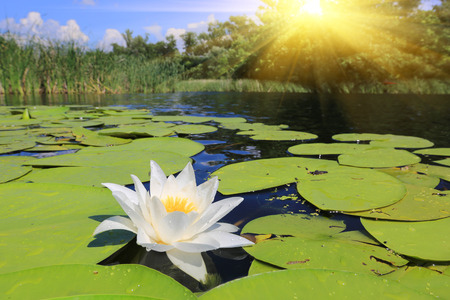 Nice white lily on lake waterの写真素材