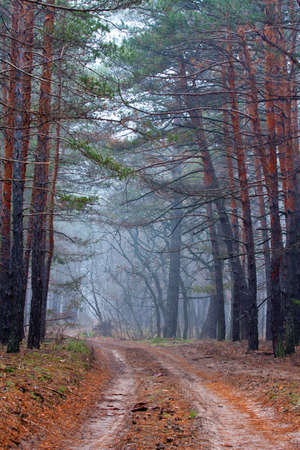 dirt road in misty pine forestの写真素材