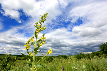 wild summer flower in nice day の写真素材