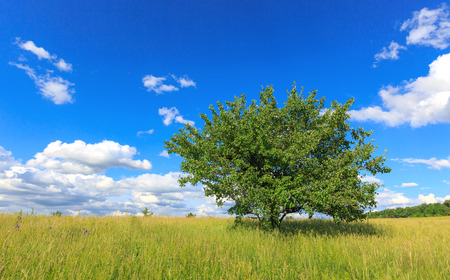 alone green tree on summer meadowの写真素材