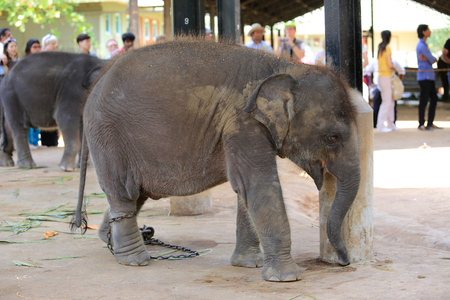 small elephant in zoo Pinawella, Sri Lankaのeditorial素材