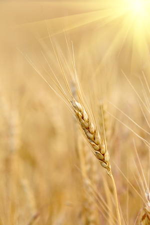 nice ear on crop field on sunshine の写真素材