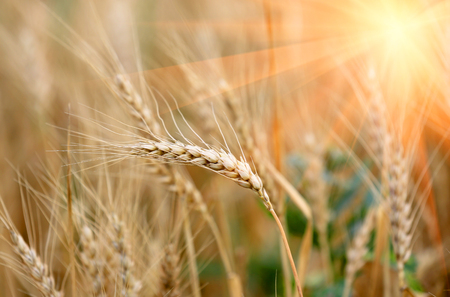 nice ears on crop fieldの写真素材