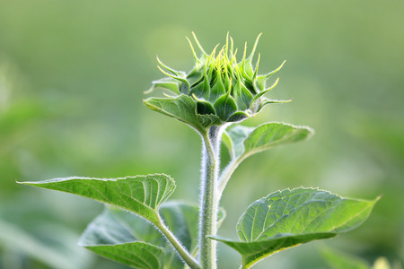 green sunflower plantの写真素材