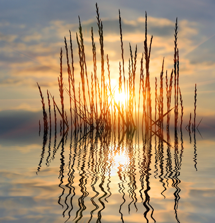 grass on sunset background

の写真素材