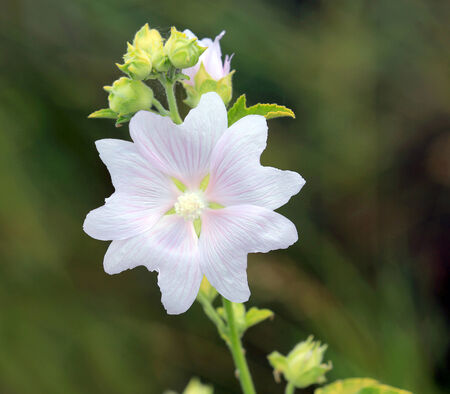 Nice wild malva flower の写真素材