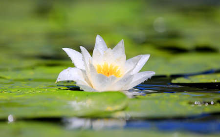 nice water lily flower in lakeの写真素材