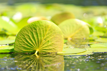 waterflora on lake water surface - photo with shallow DOFの写真素材