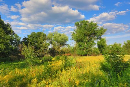 Nice meadow in forest under blue skyの写真素材