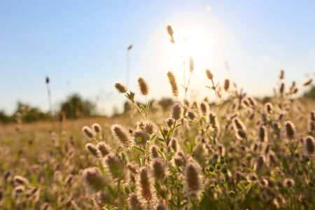 Summer flower's meadow in steppeの写真素材